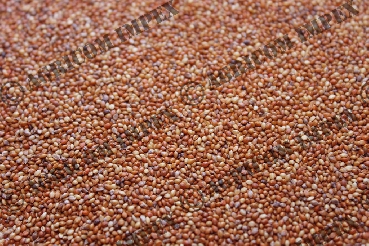 Red Millet